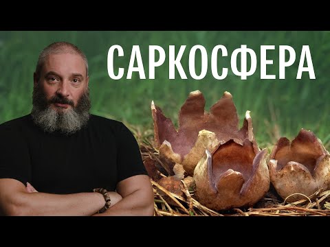 Видео: Впервые нашел этот гриб. Саркосфера. Михаил Вишневский