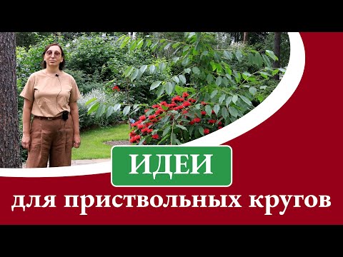 Видео: Лучшие идеи для посадки в приствольные круги