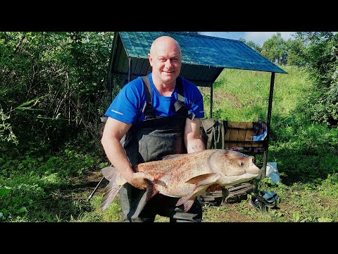 Видео: Щука, Товстолобик, Трофейний Товстолоб. Риболовля на технопланктон.