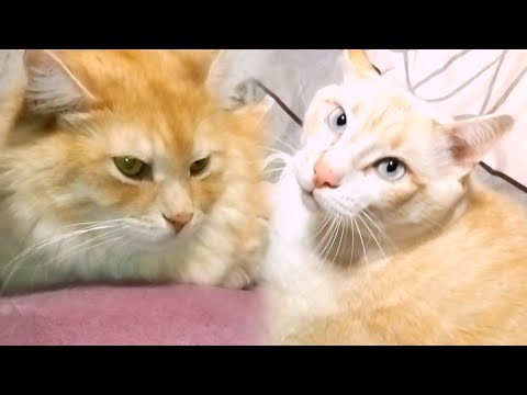 Видео: У ЭКИПАЖА ДИВАНА ОСЕННЯЯ ДЕПРЕССИЯ. КОТЫ ВПАЛИ В СПЯЧКУ.