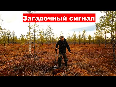 Видео: По болотам Кировской области в поисках МЕТАЛЛОЛОМА. Находка которая не поддалась. Второй день в лесу