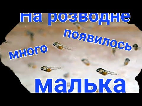 Видео: На розводне появилось много малька.