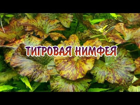 Видео: ТИГРОВАЯ НИМФЕЯ. СОДЕРЖАНИЕ В АКВАРИУМЕ.