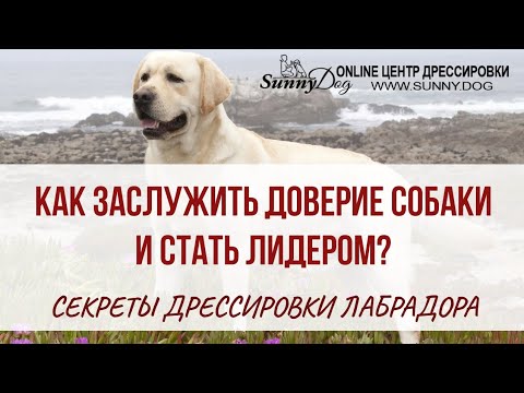 Видео: Секреты правильной дрессировки лабрадора. Как заслужить доверие собаки и стать лидером.