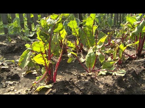 Видео: "Удачная среда" - спасаем растения после града (Бийское телевидение)