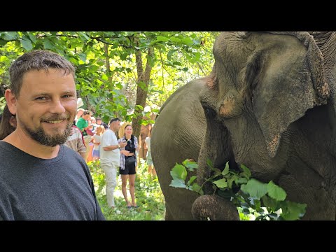 Видео: Парк слонов#сочи #паркслонов#слоны#лес#животные