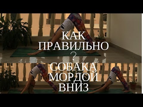 Видео: КАК ПРАВИЛЬНО? СОБАКА МОРДОЙ ВНИЗ