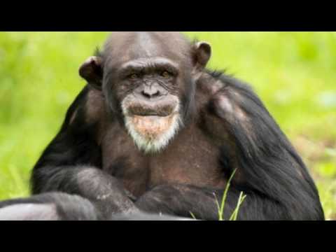 Видео: Поведение животных (рассказывает научный журналист Борис Жуков)