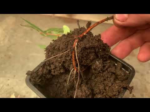 Видео: Размножение жимолости боковыми отводками. Результат укоренения через месяц. 21.06.23