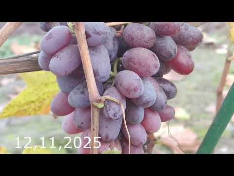 Видео: Виноград Байконур сентябрь и ноябрь