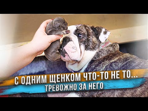 Видео: Щенок почти не ест. Неужели с ним что-то не так?