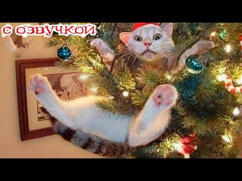 Видео: Приколы с котами! Самые смешные животные С ОЗВУЧКОЙ! Смешные коты -  УГАР!!