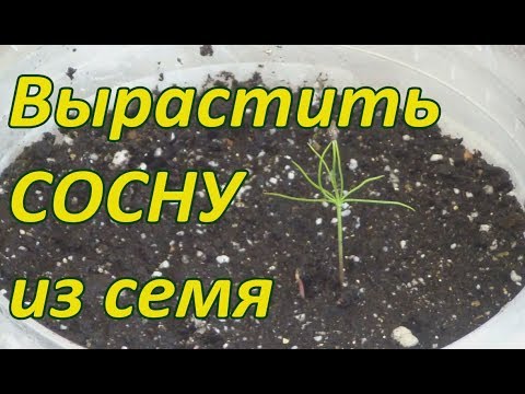 Видео: Как вырастить СОСНУ из ШИШКИ .