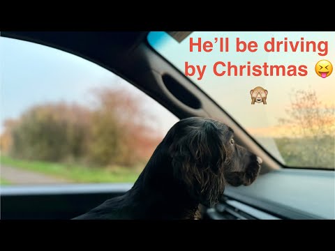 Видео: Уроки выгула коров… забронируйте сейчас!!!