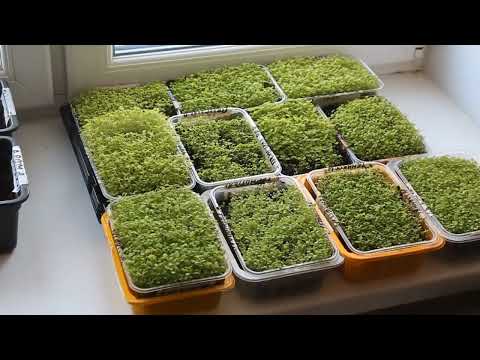 Видео: "Новый сев табака! Хроника  табачного августа и октября: урожай, семена и плаги "Золотая классика"