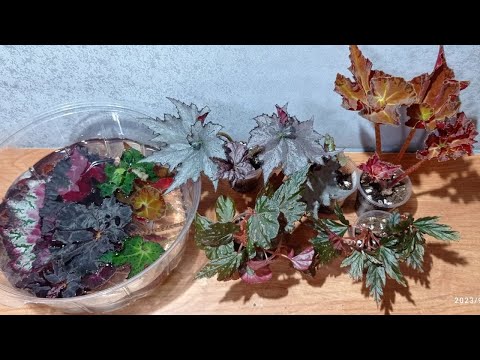 Видео: Распаковка бегоний 23.09.23