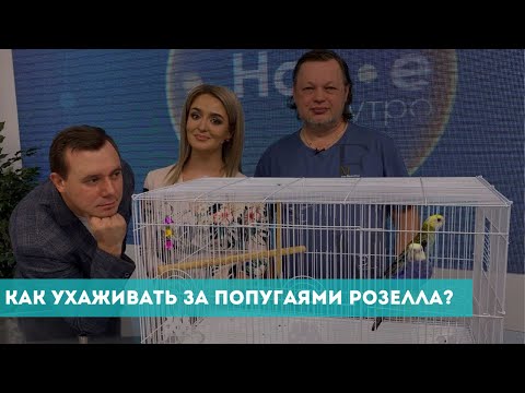 Видео: Как ухаживать за попугаями Розелла?