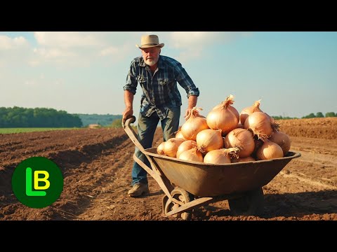 Видео: Лук в два раза больше. Высаживаем лук на фольгу. Сорняки, как будто их никогда не было