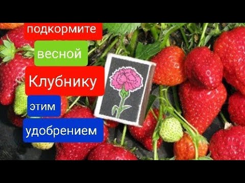 Видео: Для БОЛЬШОГО урожая разгони кусты этим удобрением