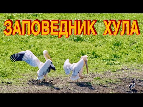 Видео: ЗАПОВЕДНИК ХУЛА. ИЗРАИЛЬ
