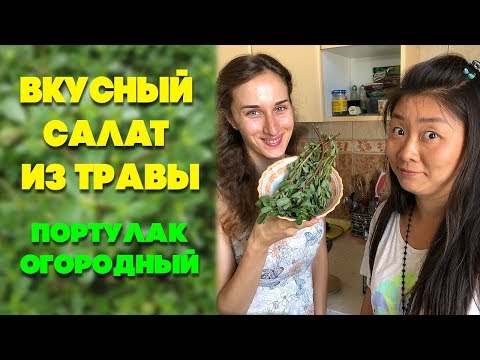 Видео: Вкусный салат из травы | Портулак огородный
