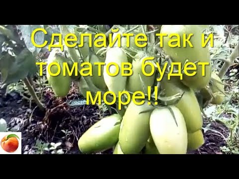 Видео: Сделайте так  и Томатов вырастет много Рассада не вытянется Tomato Урожай вырастет в разы! Проверено