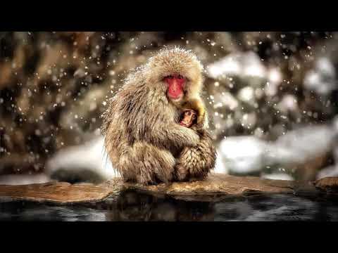 Видео: §53 "Разнообразие природы Евразии", География 7 класс ч.2, Домогацких