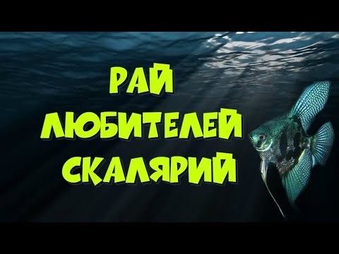 Видео: Рай любителей скалярий