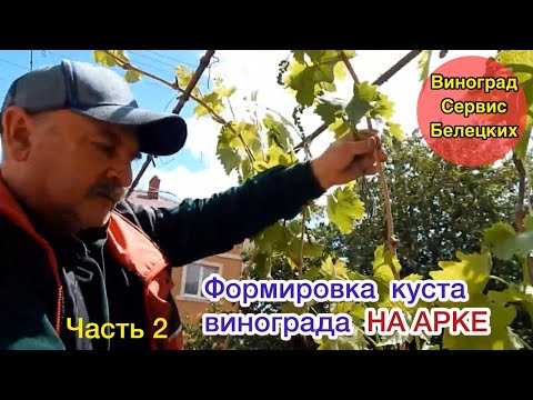 Видео: Обрезка куста винограда для формировки  арки! Переход от вертикального размещения урожая на потолок!