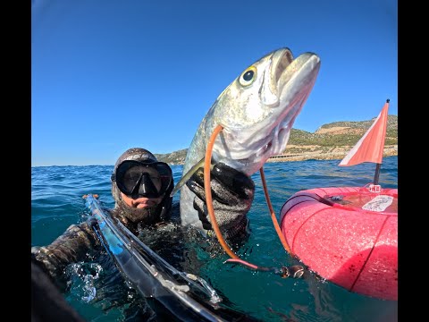 Видео: Подводная охота в море -октябрьском -Bluefish-Луфарь-3 кг=150 euro money ! Sea seafood free - fish !