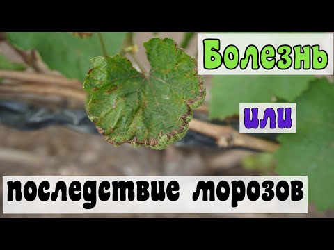 Видео: Виноград .Когда же тепло настанет ?Болезни по листу ?