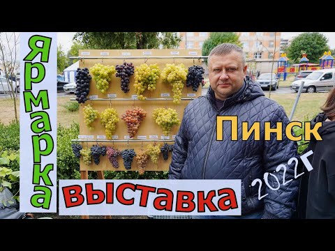Видео: Виноград Полесья .Выставка -ярмарка г. Пинск-2022года.
