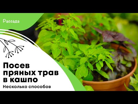 Видео: Посев пряных трав базилика, мелиссы, японской периллы