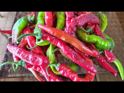 Видео: САЛАТ АППЕТИТКА 🌶️🌶️🌶️🌶️🌶️