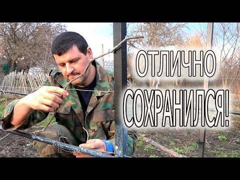 Видео: ТЕПЕРЬ БУДУ ДЕЛАТЬ ТОЛЬКО ТАК! НАЧАЛО СЕЗОНА НА ВИНОГРАДНИКЕ 2021, ПЕРВАЯ ОБРАБОТКА!