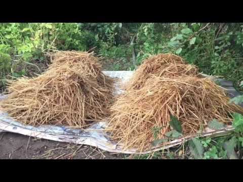 Видео: ВЫРАЩИВАНИЕ ШАМПИНЬОНОВ. ПРИГОТОВЛЕНИЕ КОМПОСТА