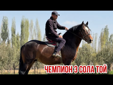 Видео: Турук кашка конезавод Абакан той 7 октября 2025 г.