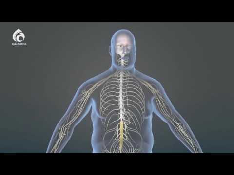 Видео: Семіздік \ Арнайы хабар \ Асыл арна