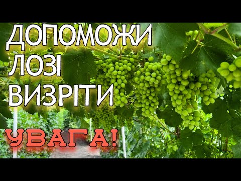 Видео: ВИКОРИСТАННЯ ПРЕПАРАТІВ КАЛІЮ ДЛЯ ВИЗРІВАННЯ ЛОЗИ. ЕФЕКТИВНІСТЬ ПОПЕЛУ НА ВИНОГРАДНИКУ