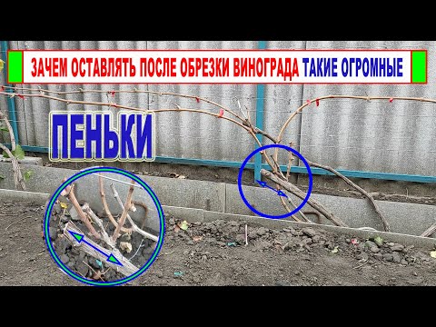 Видео: 🍇 Зачем я ОСТАВИЛ ЭТИ ОГРОМНЫЕ ПЕНЬКИ на винограде? Этот пенек, там где нужно пенек!