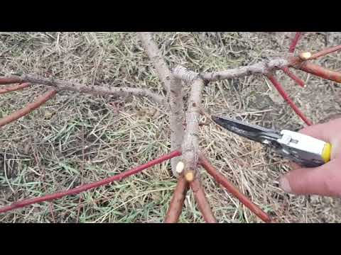 Видео: Дуууже детальна обрізка Персика