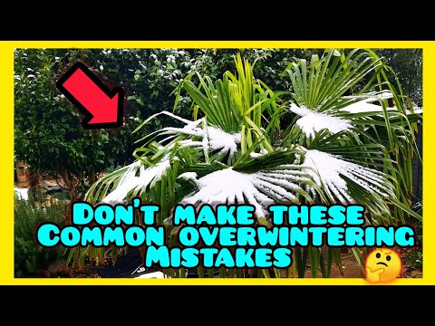 Видео: Не совершайте этих РАСПРОСТРАНЕННЫХ ОШИБОК при зимовке растений и подготовке к зиме!