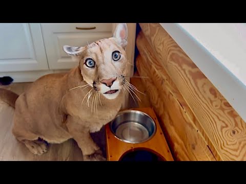 Видео: Самый ласковый большой котёнок, когда очень хочется кушать!