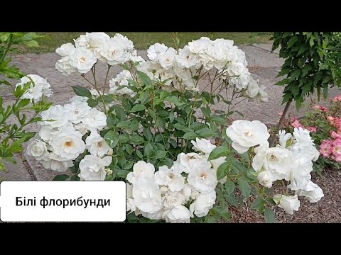 Видео: 🌞🔥💥Найкращі білі флорибунди :Алабастер,Стефані.,Сіріус,Мідсаммерсноу,Пашміна,Аспірін,Космос,Айсберг!