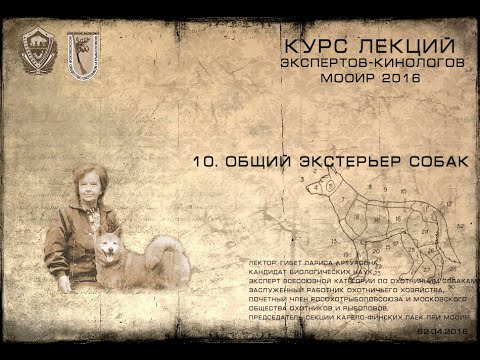 Видео: Лекция 10. Общий экстерьер. (Курсы экспертов-кинологов МООиР 2016)