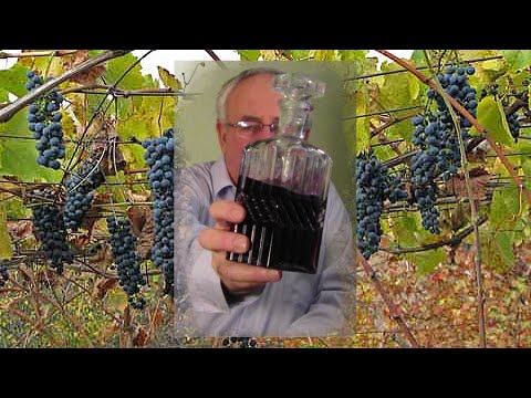 Видео: @Виноград винный  Домашнее вино  Дегустация вина