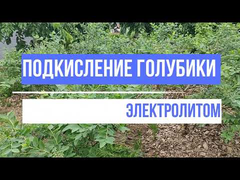 Видео: Подкисление голубики электролитом.