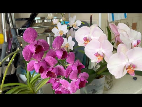 Видео: ОРХИДЕИ ПОСЛЕ ЗНОЙНОГО ЛЕТА 🌸🌺💖 ПЕРЕКЛИЧКА