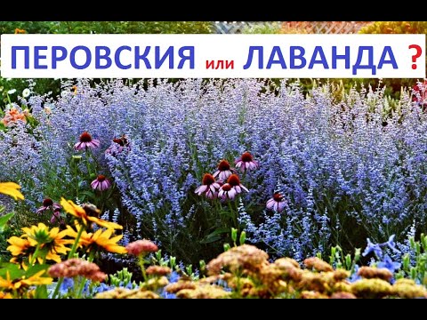 Видео: НОВИНКА !!! ГДЕ  КУПИТЬ  и  КАК ВЫРАСТИТЬ???  ПЕРОВСКИЯ  в дизайне сада.