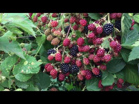 Видео: Плантация ежевики на даче (подвязка)